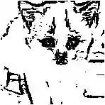 Résultat coloriage : dessin au trait noir et blanc du même chat prêt à imprimer